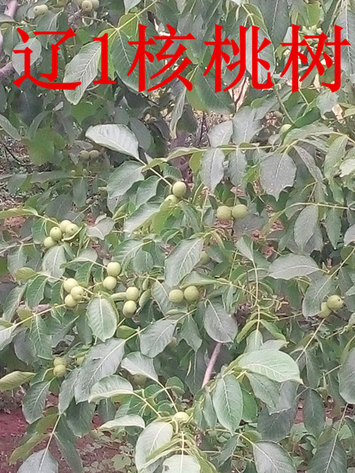 供應(yīng)河北省出售核桃苗