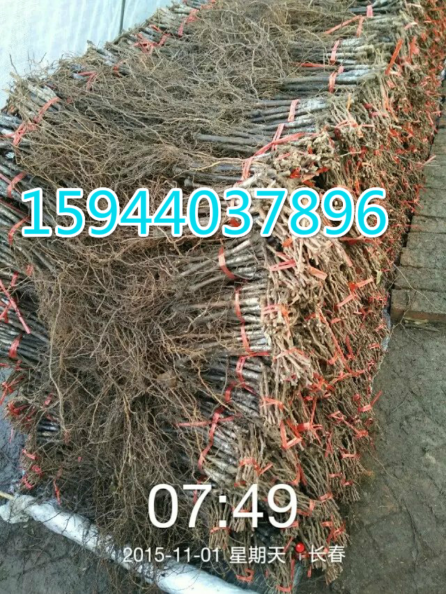 供應(yīng)蘇丹玫瑰葡萄苗，郁金香葡萄苗，玉金香葡萄苗，夏黑蜜汁葡萄苗