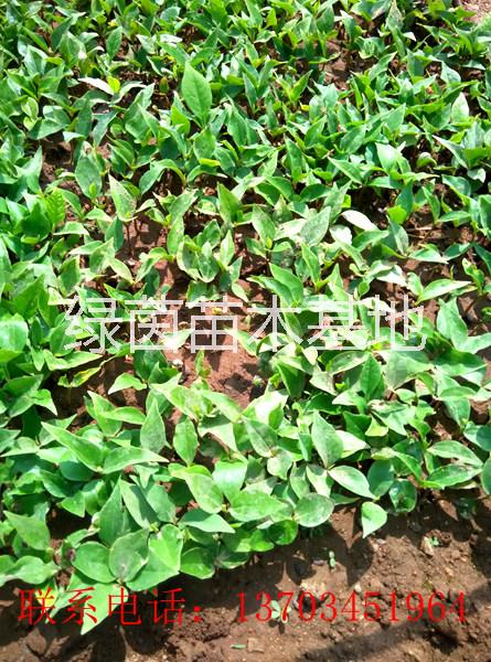 供應辛夷苗、玉蘭苗、欒樹苗、大葉女貞苗、杜仲苗、五角楓苗等