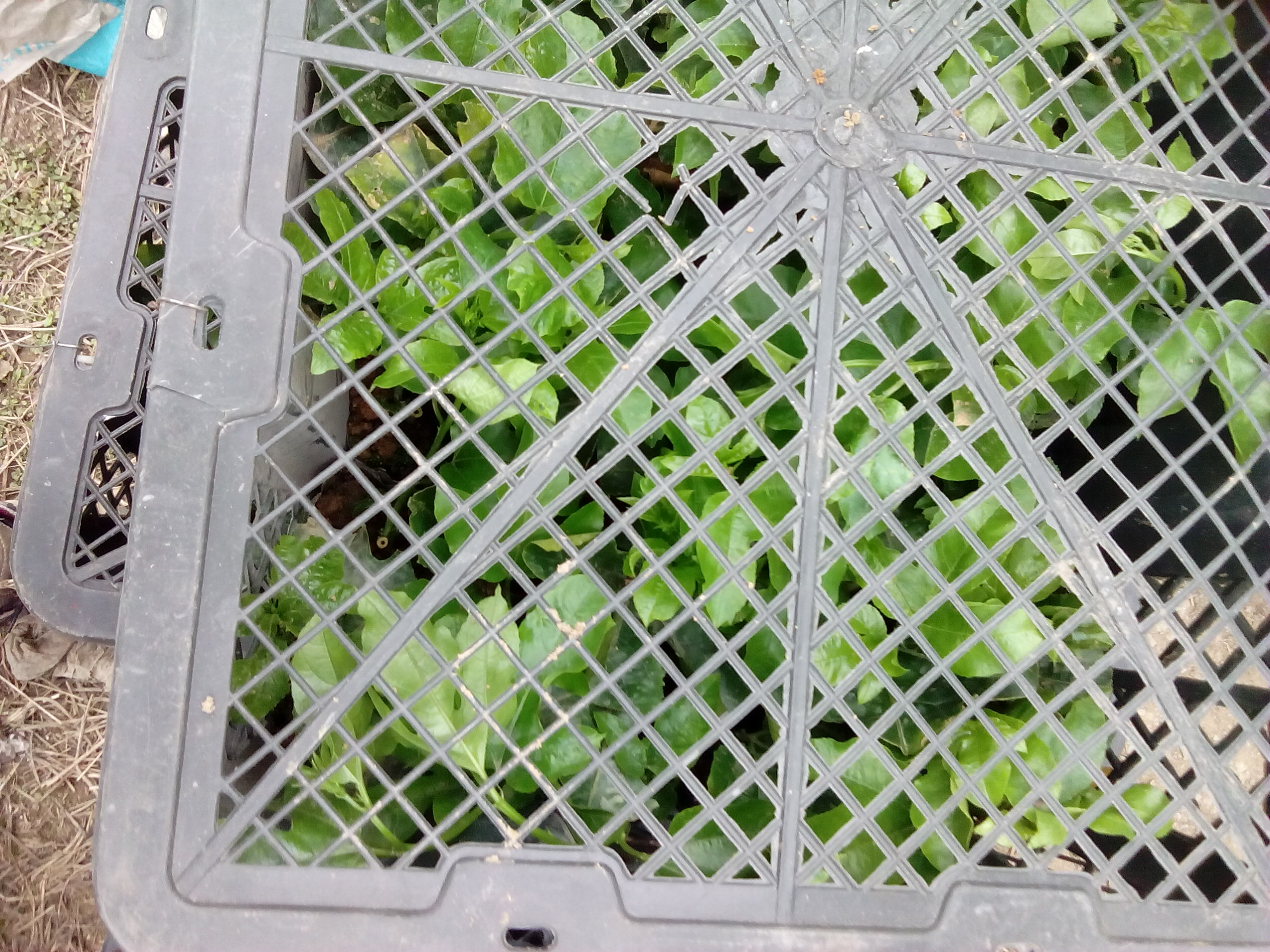 南寧黃金百香果苗，黃金百香果苗，黃金百香果苗批發(fā)