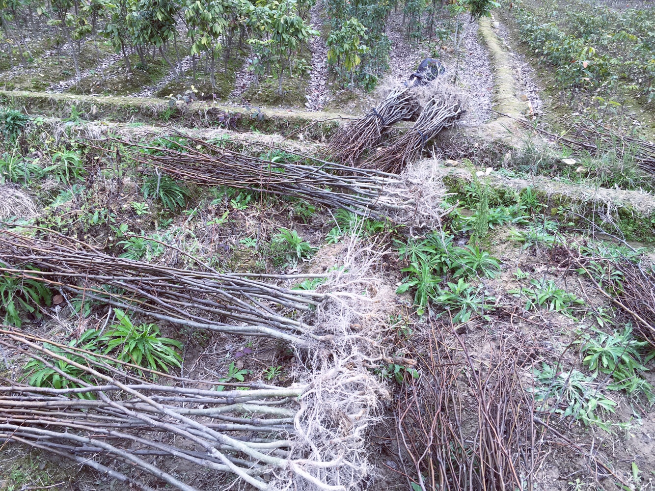 供應(yīng)福建福州倉山區(qū)青花梨苗占地