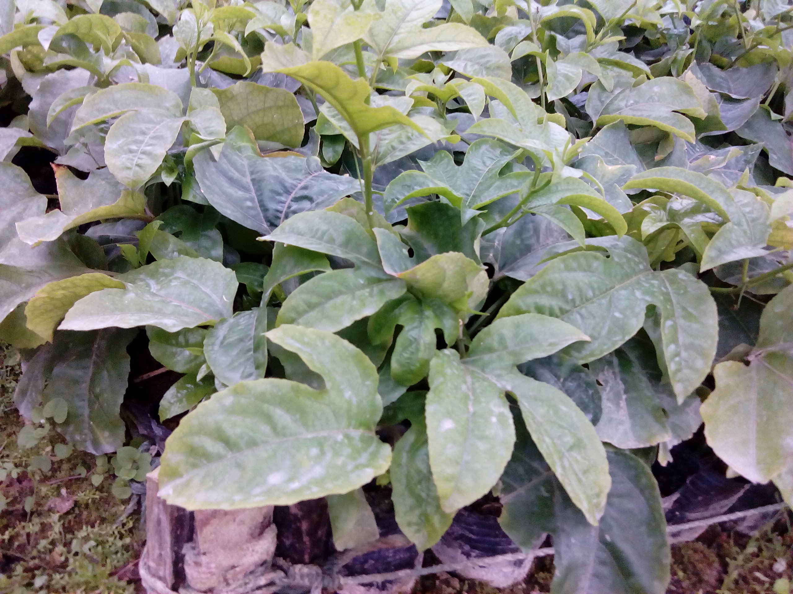 南寧黃金百香果苗，黃金百香果苗，黃金百香果苗批發(fā)