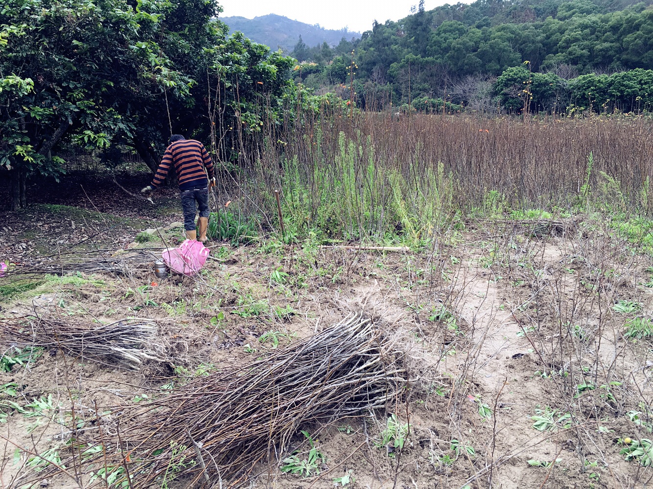 供應(yīng)福建羅源青花梨苗占地苗