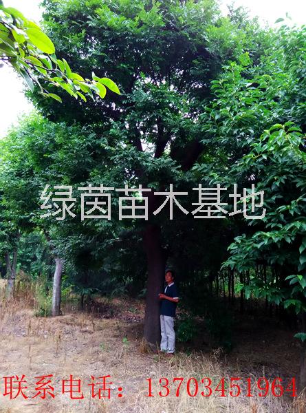 供應(yīng)用于的皂角、皂角小苗
