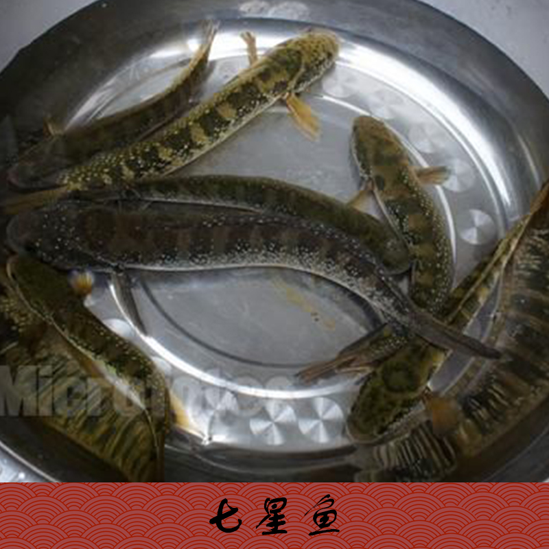 供應(yīng)七星魚，七星魚苗養(yǎng)殖場，七星魚苗批發(fā)，月鱧、月鱧魚苗，七星魚苗價(jià)格隨行就市歡迎來電商談13532054590