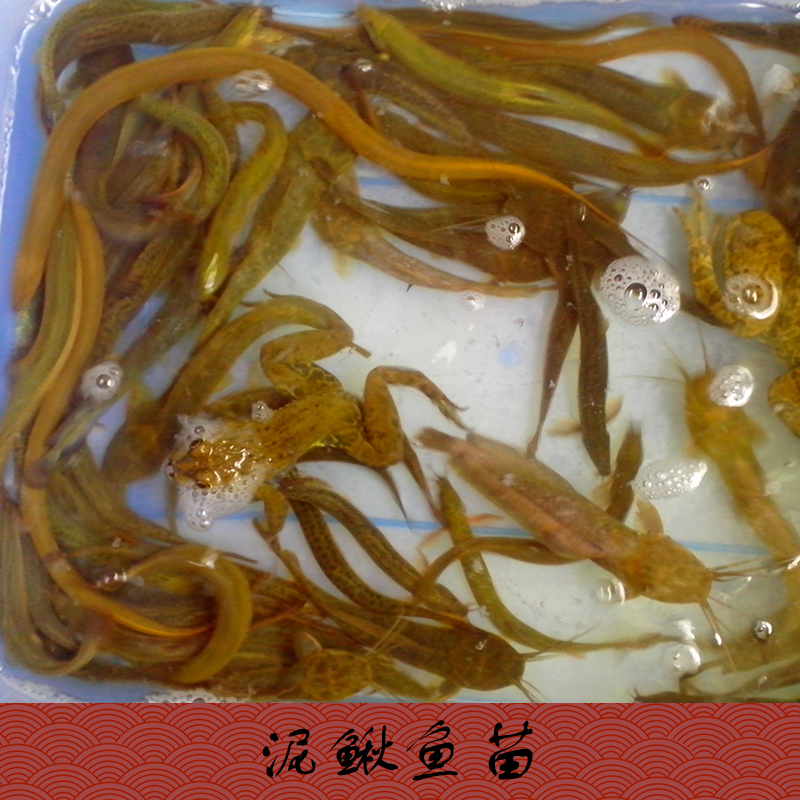 供應(yīng)昆明市普洱思茅市泥鰍魚苗批發(fā)，泥鰍苗養(yǎng)殖場(chǎng)，泥鰍苗批發(fā)，泥鰍苗價(jià)格隨行就市歡迎來電商談13532054590
