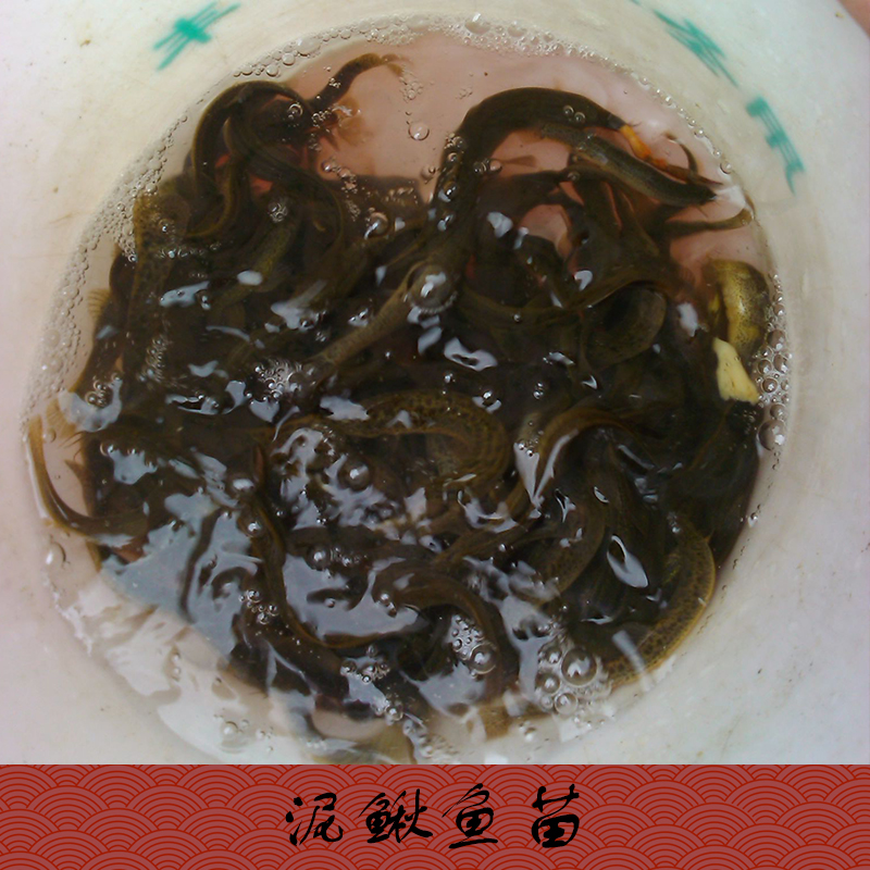 供應昆明市大理泥鰍魚苗批發(fā) 泥鰍苗養(yǎng)殖場 泥鰍苗批發(fā) 泥鰍苗價格隨行就市歡迎來電商談13532054590