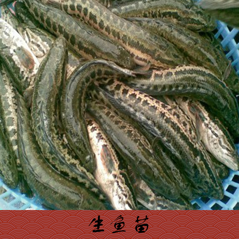 供應(yīng)湖北省武漢市生魚苗批發(fā)，生魚苗（黑魚苗）養(yǎng)殖場，生魚苗價格隨行就市歡迎來電商談13532054590