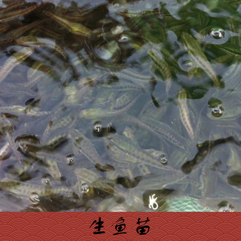 供應(yīng)云南省昆明市生魚(yú)苗批發(fā)生魚(yú)苗（黑魚(yú)苗）養(yǎng)殖場(chǎng)，生魚(yú)苗價(jià)格隨行就市歡迎來(lái)電商談13532054590