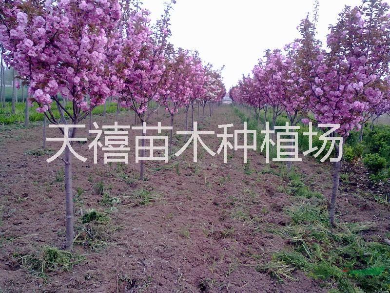 供應(yīng)用于優(yōu)質(zhì)的北方天禧園林綠化苗木