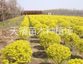 供應(yīng)用于優(yōu)質(zhì)的北方天禧園林綠化苗木