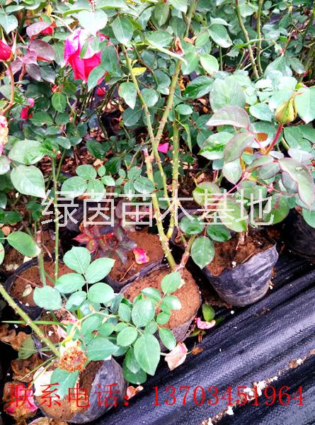 供應(yīng)各種規(guī)格月季、獨(dú)干月季、叢生月季