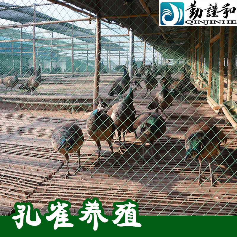 供應(yīng)廣西 *養(yǎng)殖*苗養(yǎng)殖場(chǎng) 大量業(yè)批發(fā)零售 *苗