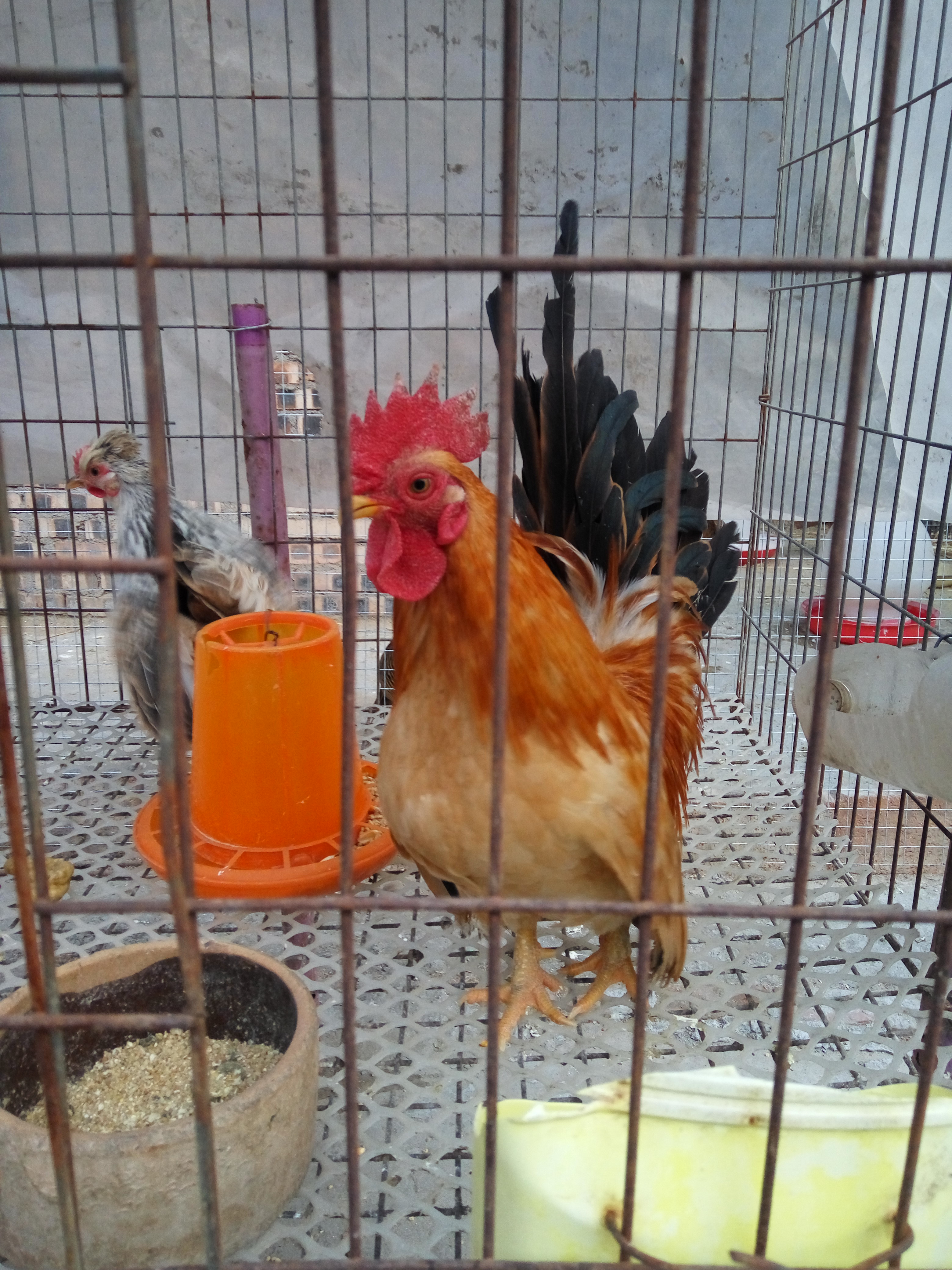 供應(yīng)紅腹錦雞求偶圖片