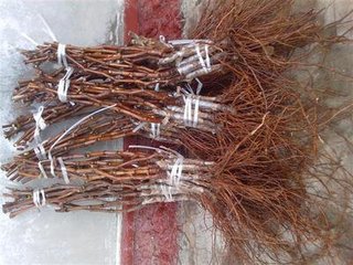 供應(yīng)供應(yīng)出售各種葡萄苗、葡萄樹