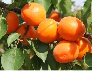 供應(yīng)供應(yīng)出售各種杏苗、杏樹