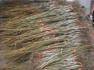 供應(yīng)供應(yīng)出售各種核桃苗、核桃樹