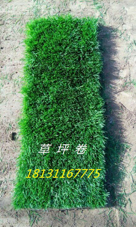供應(yīng)河南草坪|鄭州草坪|鶴壁草坪|早熟禾草坪|混播草坪 綠化草坪