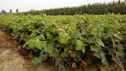 供應(yīng)供應(yīng)出售各種葡萄苗、葡萄樹