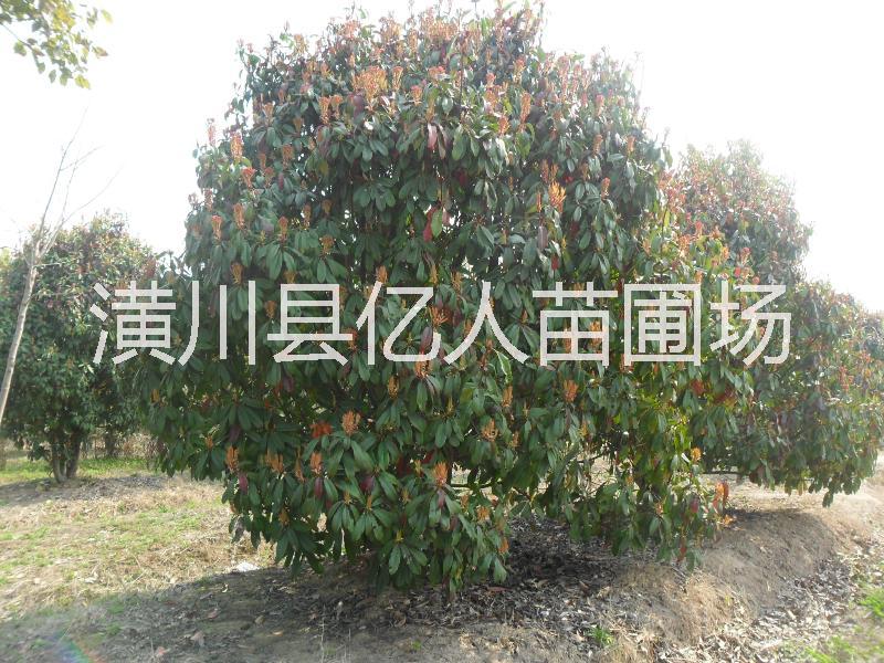 供應(yīng)中華石楠報(bào)價(jià)，河南中華石楠，中華石楠供應(yīng)商，中華石楠價(jià)格