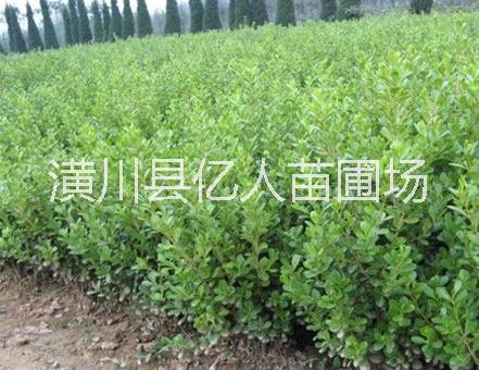 供應(yīng)豆瓣黃楊，河南豆瓣黃楊，豆瓣黃楊價(jià)格，豆瓣黃楊產(chǎn)地，豆瓣黃楊苗，豆瓣黃楊球，豆瓣黃楊綠籬