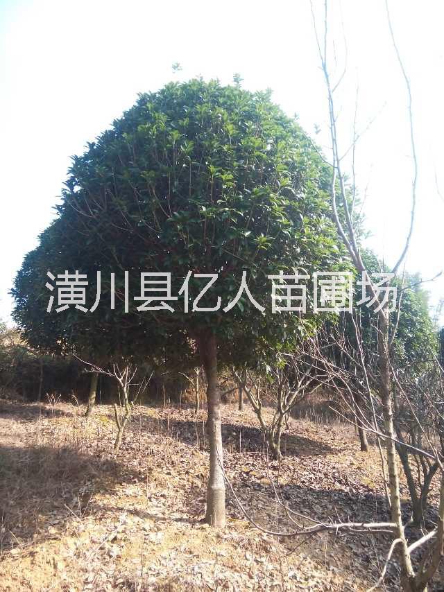 供應桂花，河南桂花，桂花價格，桂花產(chǎn)地，嫁接桂花，桂花苗