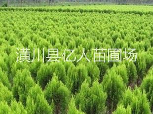 供應(yīng)灑金柏，河南灑金柏，灑金柏球，灑金柏綠籬，灑金柏價(jià)格，灑金柏產(chǎn)地，灑金柏報(bào)價(jià)，灑金柏供應(yīng)商