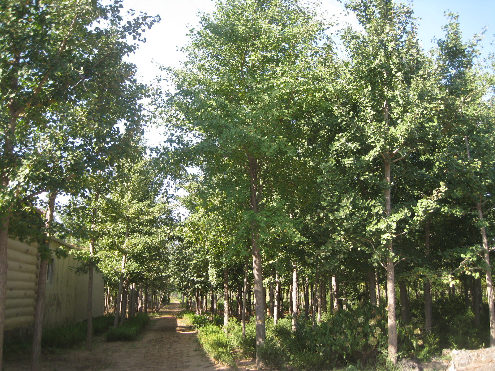 供應(yīng)遼寧銀杏苗生產(chǎn)基地 4-20公分銀杏苗 銀杏苗批發(fā)