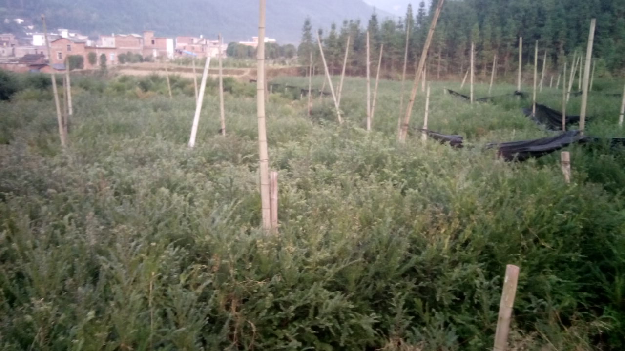 供應南方紅豆杉3年地苗/紅豆杉小苗