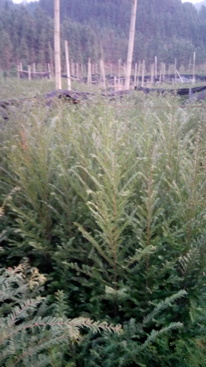 供應南方紅豆杉3年地苗/紅豆杉小苗