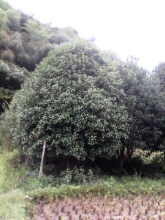 供應(yīng)八月桂