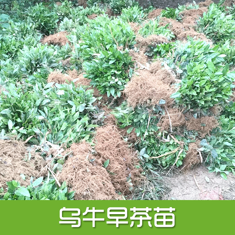 專業(yè)供應(yīng) 優(yōu)質(zhì)烏牛早茶苗 早茶苗批發(fā)