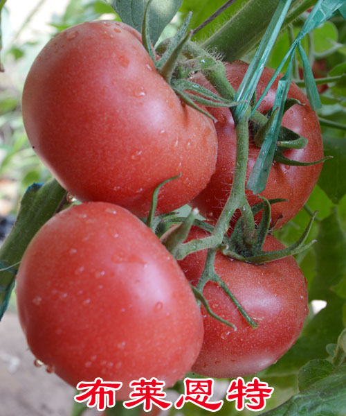 供應(yīng)用于西紅柿種子的布萊恩特 *的西紅柿種子
