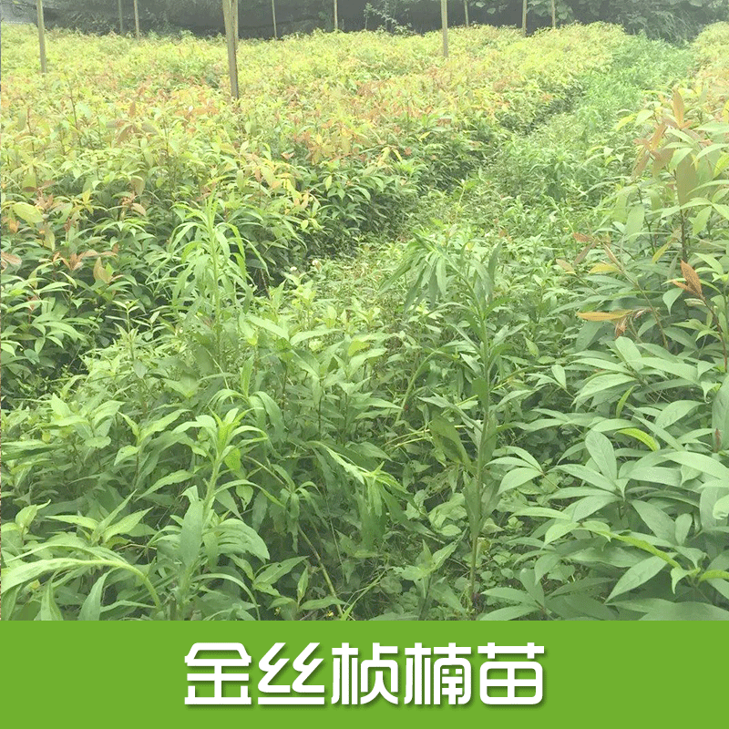 專業(yè)供應(yīng) 金絲楨楠苗 楠木樹苗、小葉楨楠、金絲楠