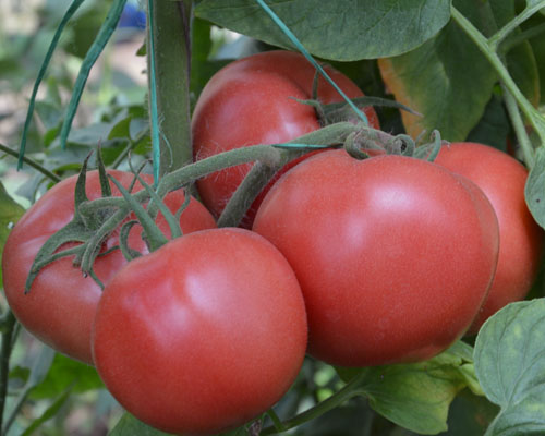 供應(yīng)用于西紅柿種子的布萊恩特 *的西紅柿種子