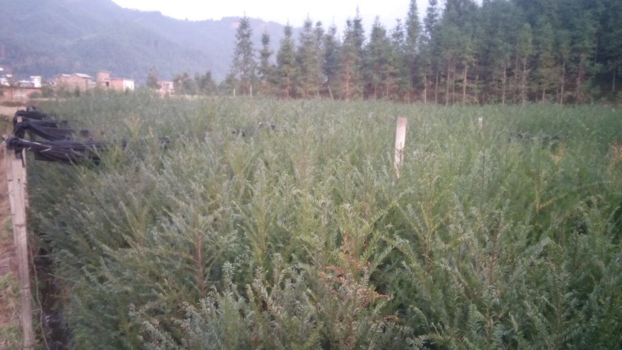 供應南方紅豆杉3年地苗/紅豆杉小苗