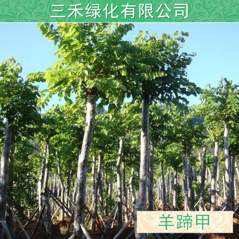 廣西羊蹄甲批發(fā)，廣東哪里有羊蹄甲種植園，廣西羊蹄甲批發(fā)價格