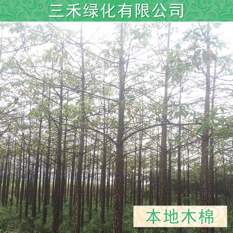 供應美麗異木棉基地哪里有大量供應各種規(guī)格大樹小苗，廣西柳州種植園