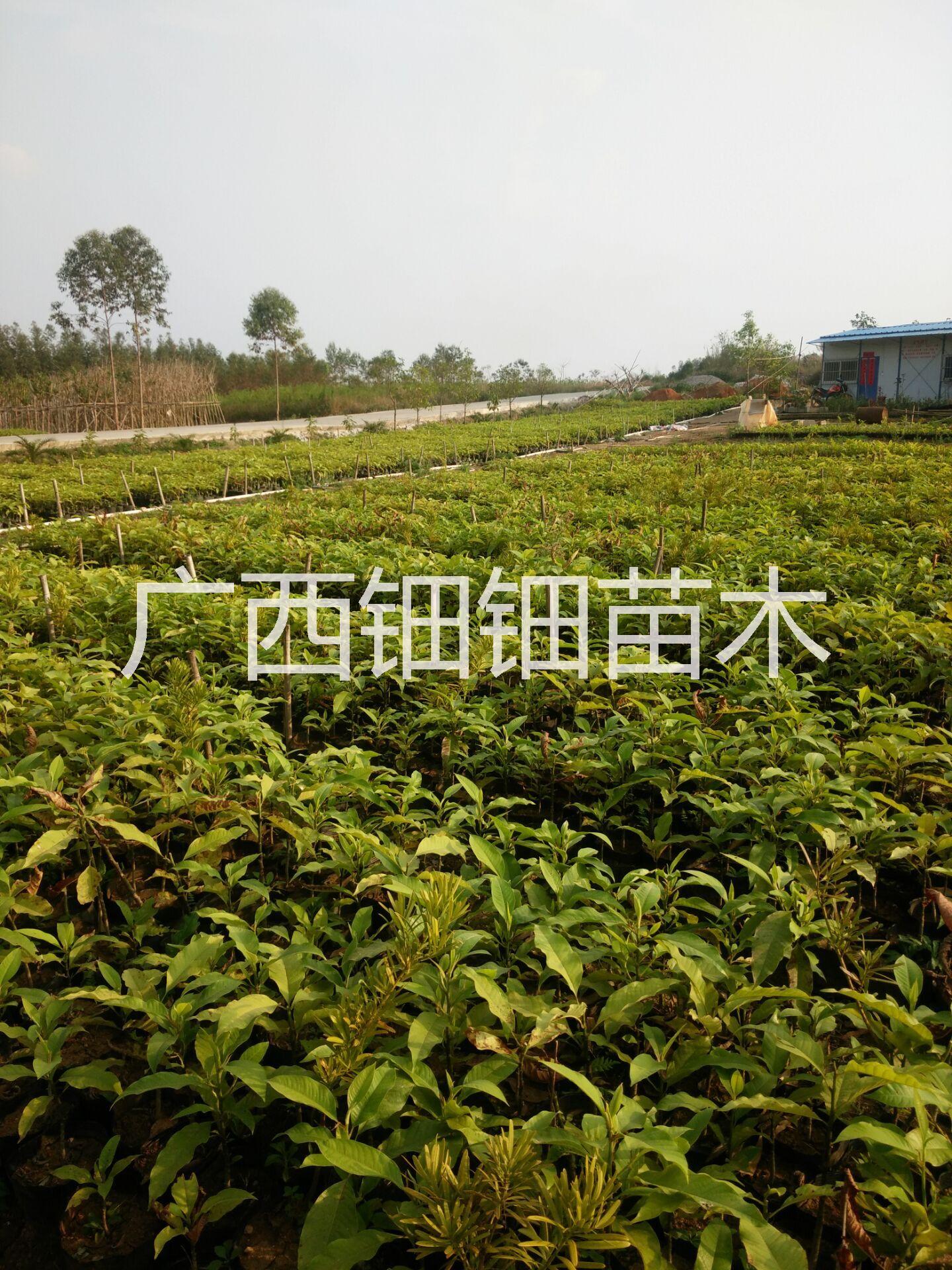 供應(yīng)重慶黃葛蘭，重慶黃葛蘭批發(fā)價格，重慶黃葛蘭種植基地