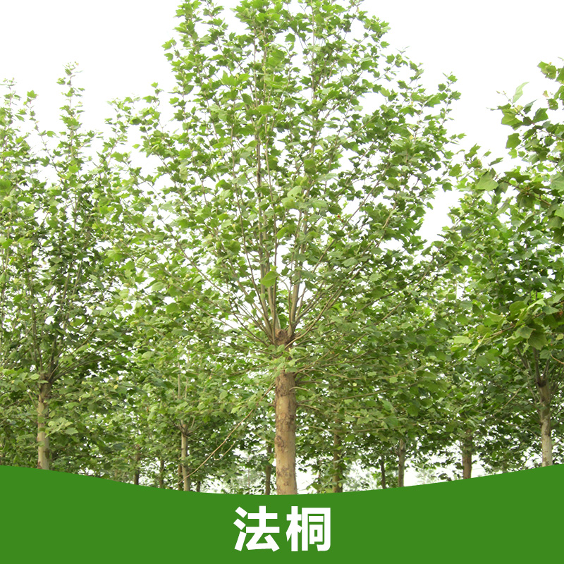 供應(yīng)法桐 法桐小苗 山東法桐樹(shù)苗 優(yōu)質(zhì)法桐苗批發(fā)價(jià)格