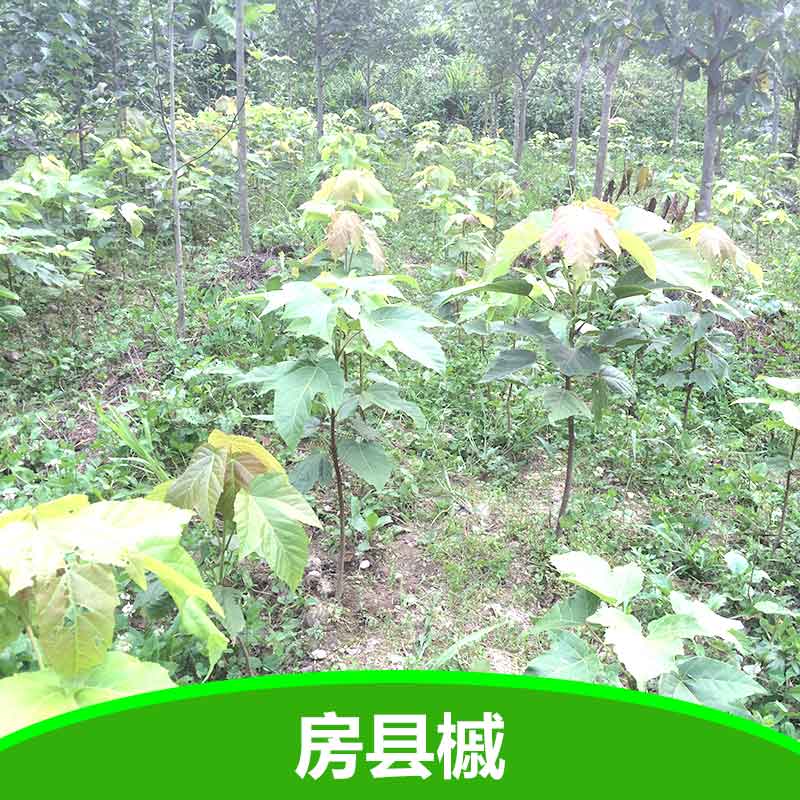 供應(yīng)彩葉樹槭樹科房縣槭苗