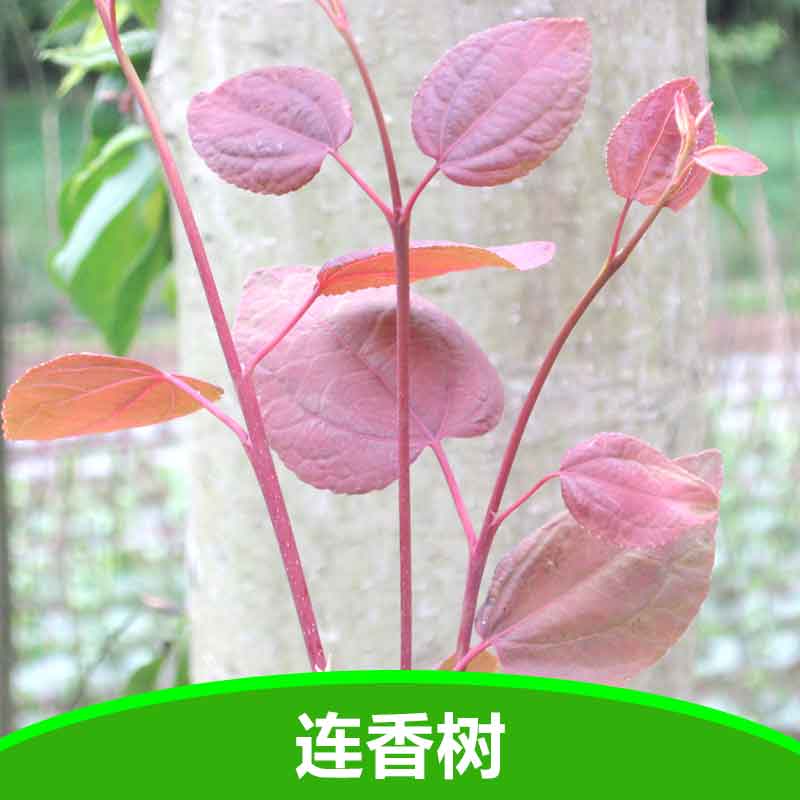 供應(yīng)連香樹(shù) *植物連香樹(shù)苗 宜昌連香樹(shù)苗基地