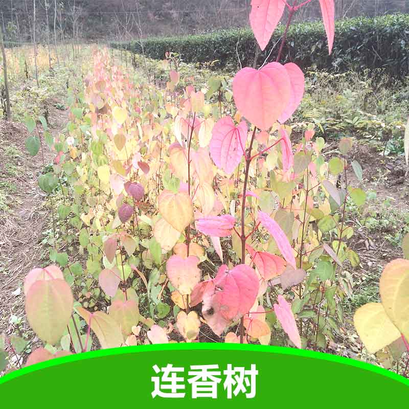 供應(yīng)連香樹(shù) *植物連香樹(shù)苗 宜昌連香樹(shù)苗基地