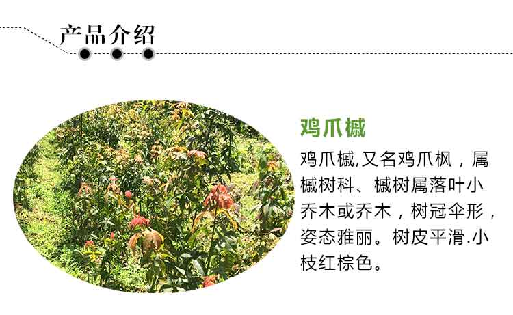 供應青楓小苗青楓雞爪槭槭樹科槭屬