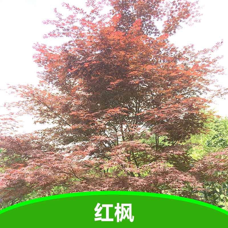 供應(yīng)紅楓 紅楓大苗 紅楓樹苗 湖北五峰瀚林林業(yè)