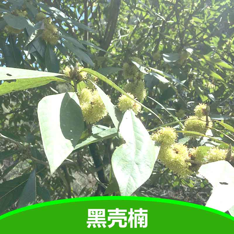 供應(yīng)黑殼楠小苗 優(yōu)質(zhì)黑殼楠苗批發(fā) 湖北五峰瀚林林業(yè)
