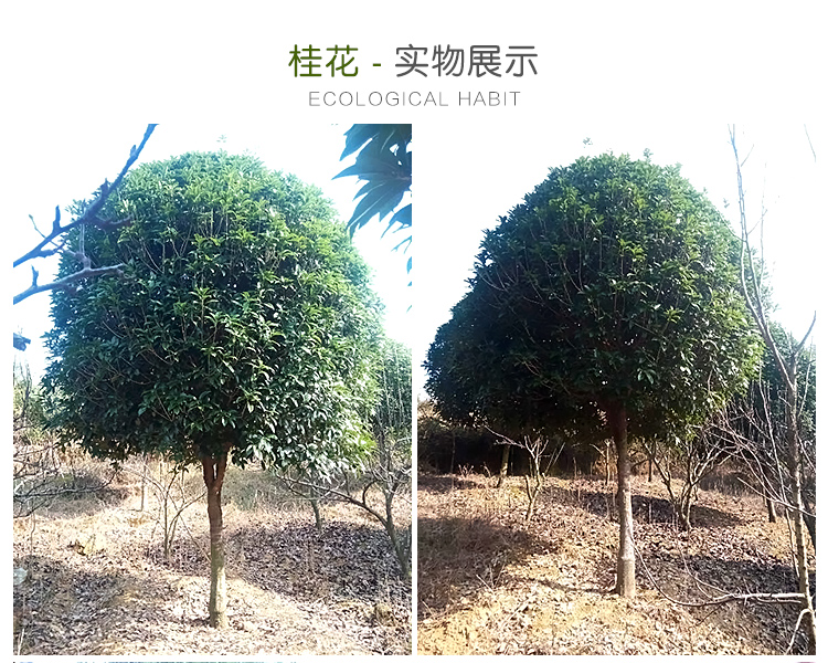 供應(yīng)叢生桂花，河南叢生桂花，河南叢生桂花價格，叢生桂花產(chǎn)地