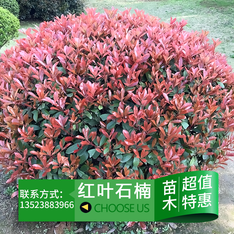 供應(yīng)用于園林綠化的紅葉石楠球 獨桿紅葉石楠 營養(yǎng)缽紅葉石楠
