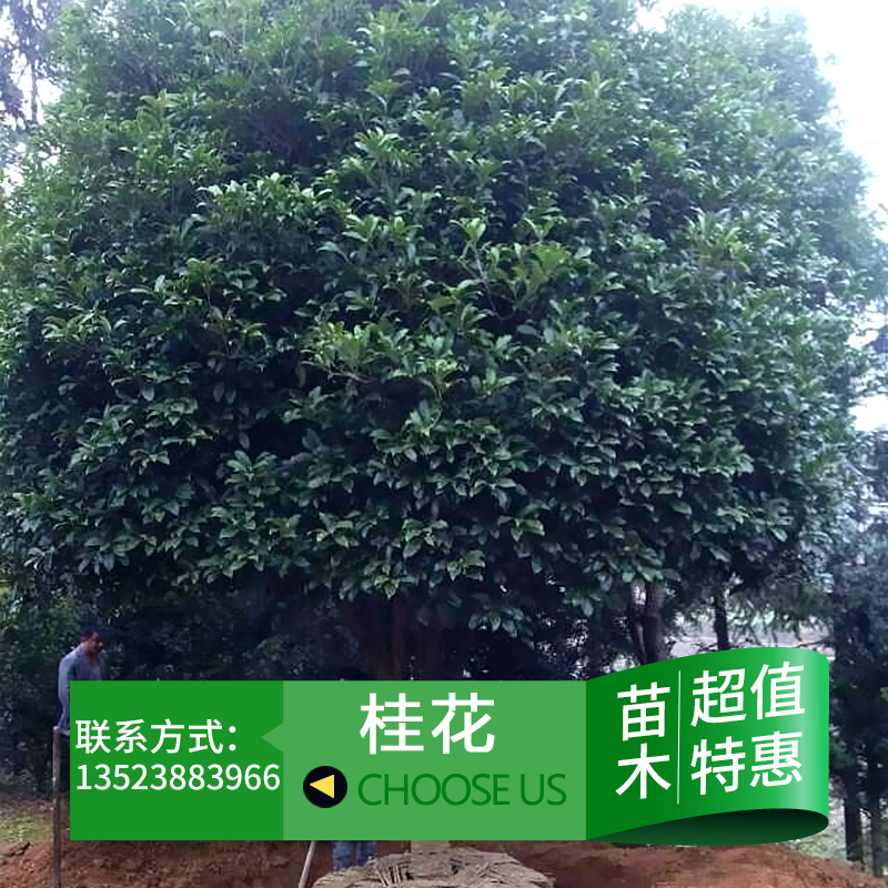 供應(yīng)用于園林綠化的桂花苗木 叢生桂花 八月桂廠家批發(fā)