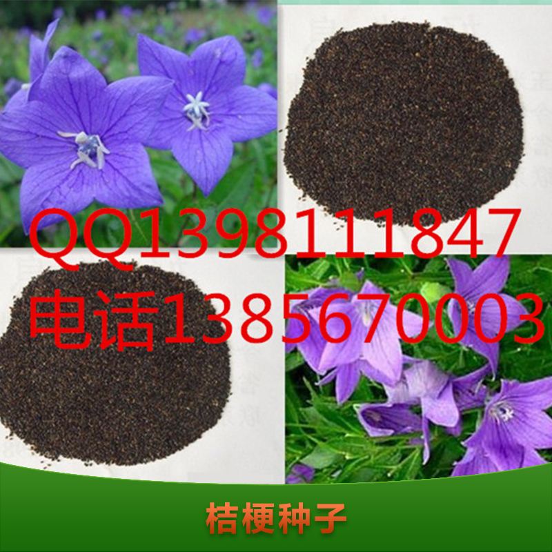 供應(yīng)桔梗種子 桔梗種子批發(fā) 優(yōu)質(zhì)桔梗種子 桔梗種子養(yǎng)殖
